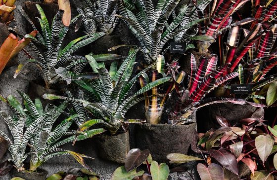 The Aechmea plant with both red and green foliage. 